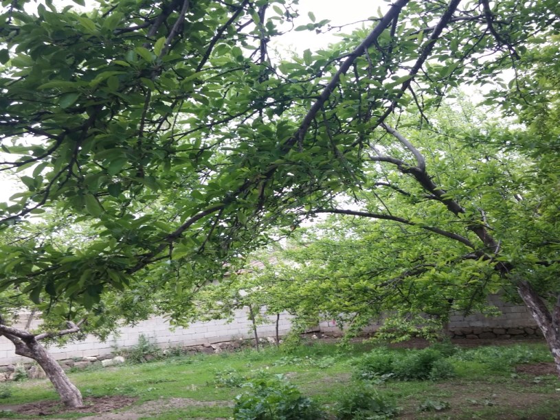 İfrazli arsa ev bahce 