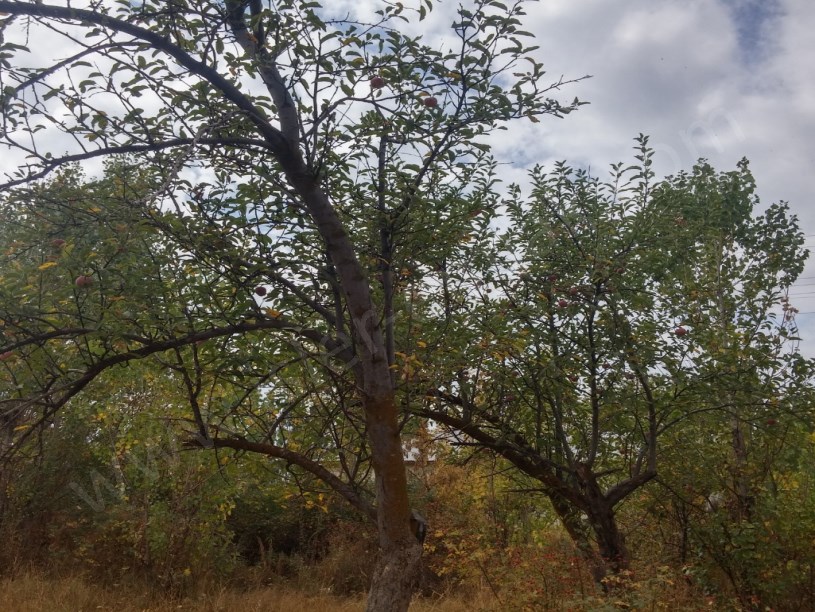 Satilik ev arsa bahçe mukemel
