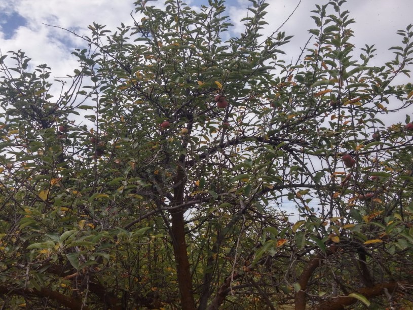 Satilik ev arsa bahçe mukemel