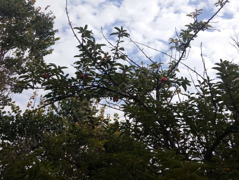 Satilik ev arsa bahçe mukemel