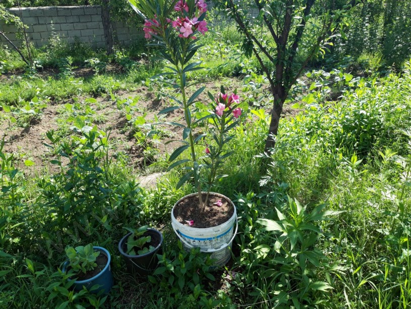 SATİLKİ   EV ARSA 145M2 