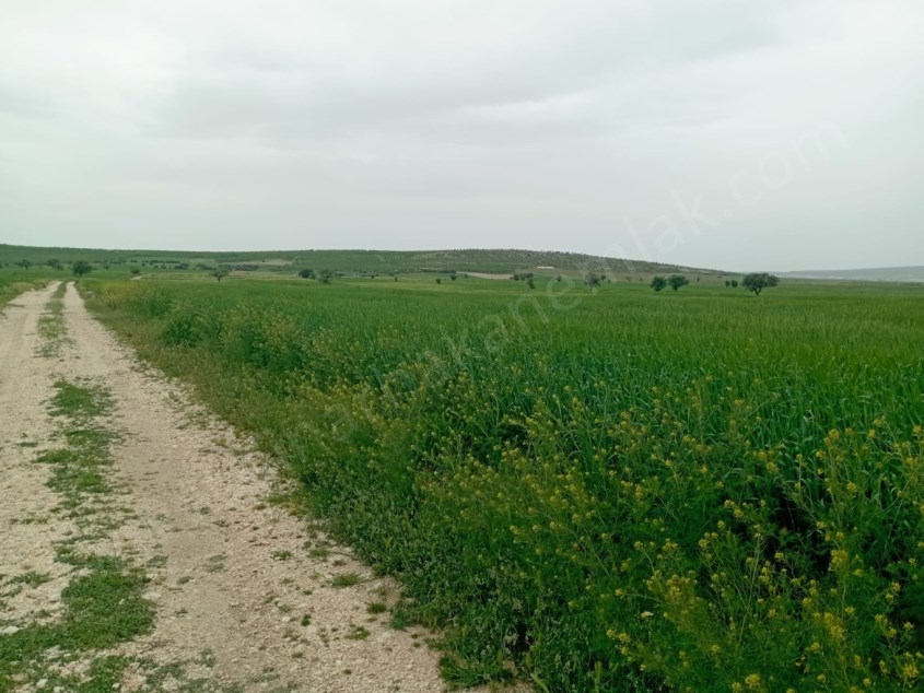 DİKİCİ KÖYÜNDE YATIRIMLIK TARLA