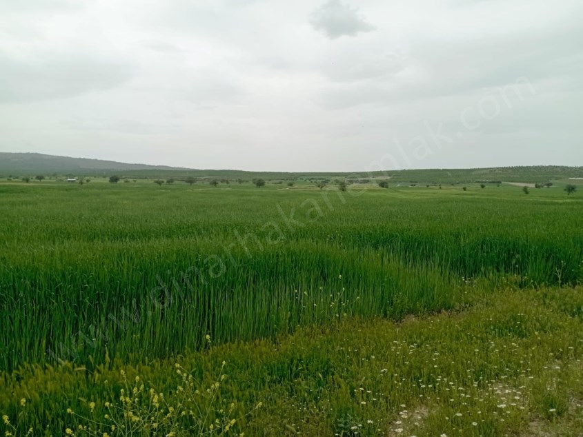 DİKİCİ KÖYÜNDE YATIRIMLIK TARLA