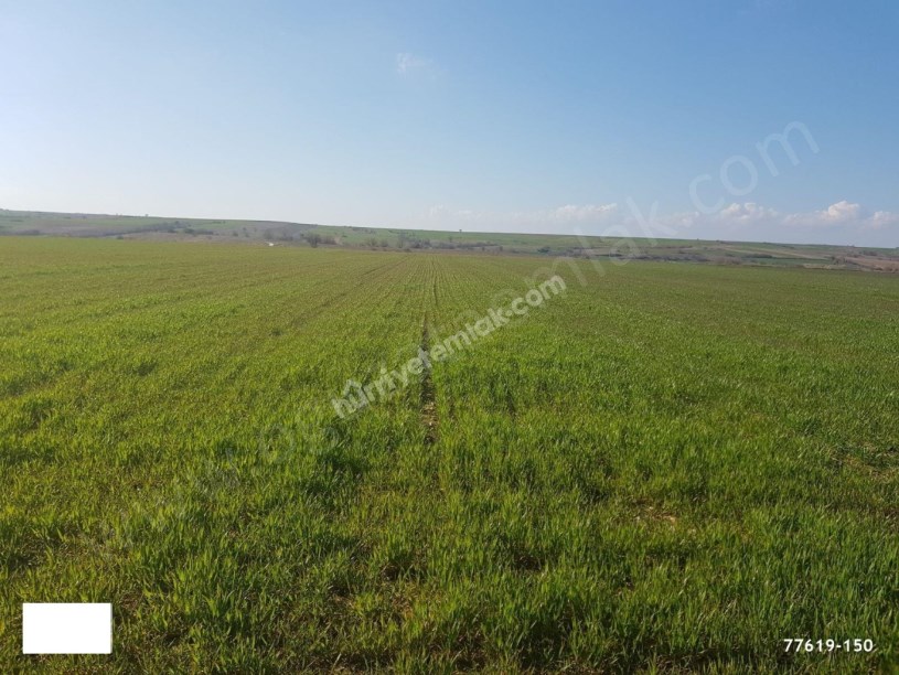 KIRKLARELİ BÖLGESİNDE 1200DÖNÜM BLOK TARIM ARAZİSİ