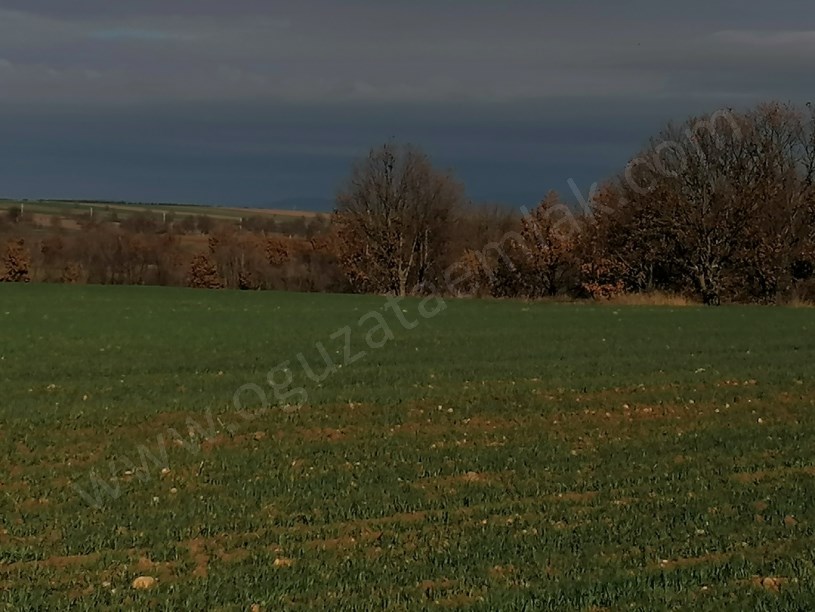 KIRKLARELİ BÖLGESİNDE 1200DÖNÜM BLOK TARIM ARAZİSİ