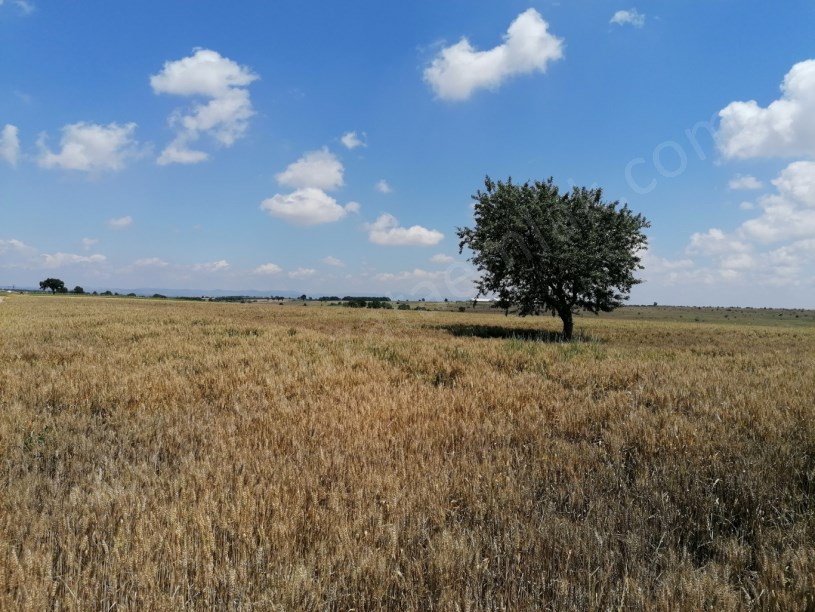 KIRKLARELİ BÖLGESİNDE 1200DÖNÜM BLOK TARIM ARAZİSİ