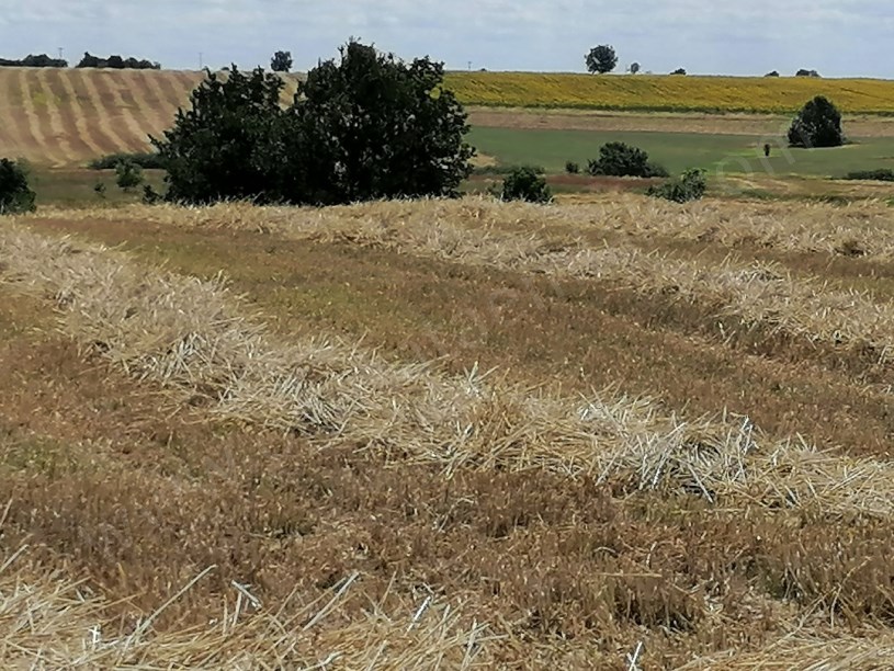 KIRKLARELİ BÖLGESİNDE 1200DÖNÜM BLOK TARIM ARAZİSİ