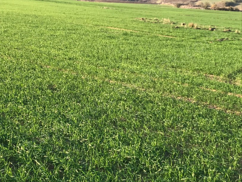 TEKİRDAĞ MERKEZE YAKIN 270 DÖNÜM TARLA