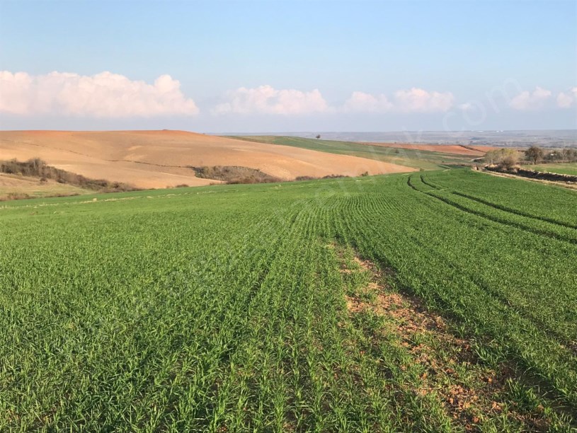 TEKİRDAĞ MERKEZE YAKIN 270 DÖNÜM TARLA