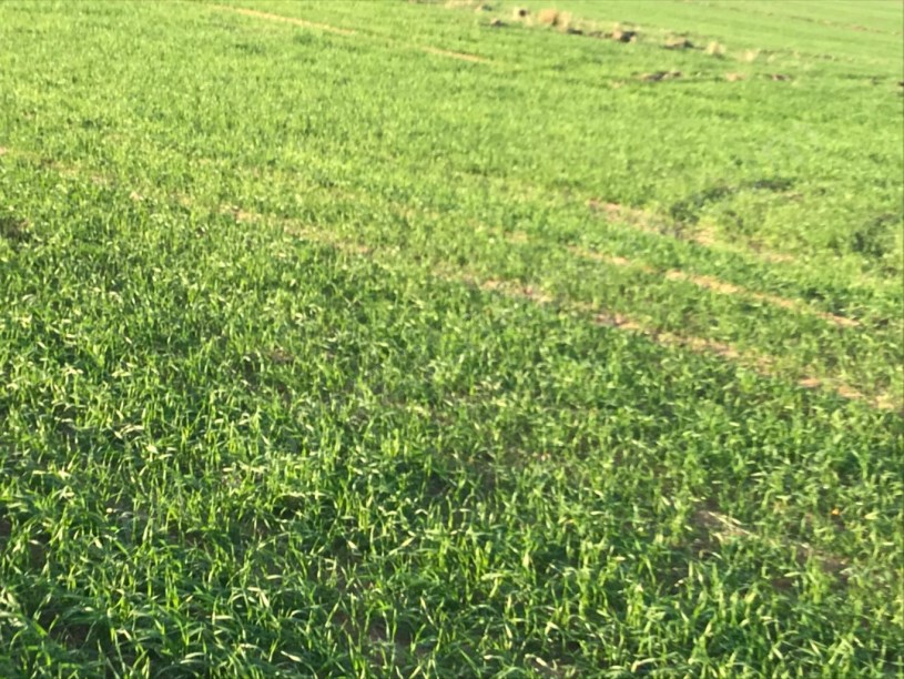 TEKİRDAĞ MERKEZE YAKIN 270 DÖNÜM TARLA