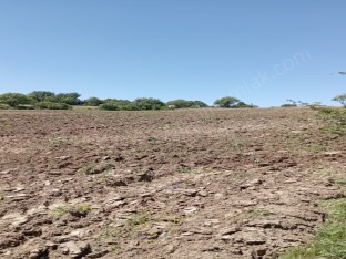 MERKEZ KARAKUZ KÖYÜNDE SATILIK TARLA