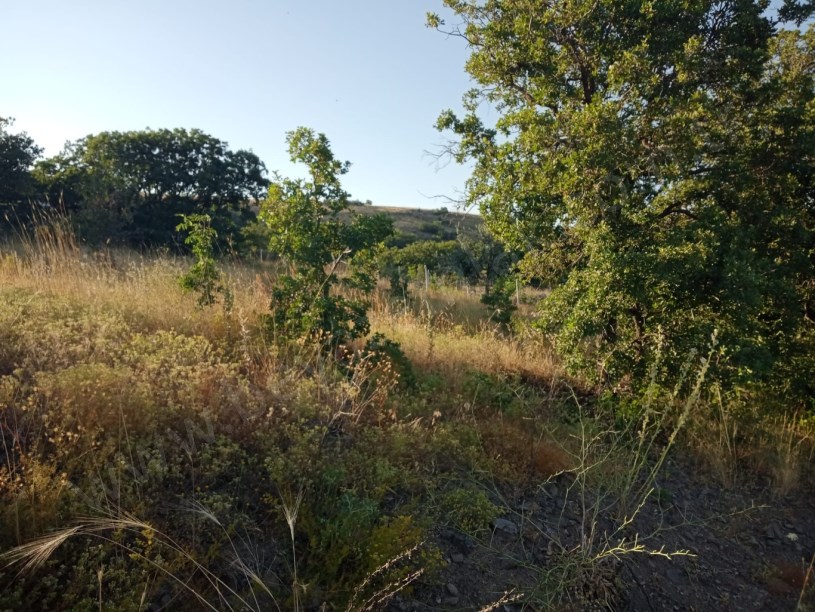 AYAŞ ORTA BEREKET DE SATILIK TARLA