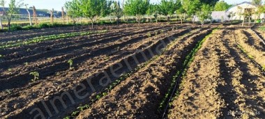 almera emlaktan satılık tek tapu çiftlik