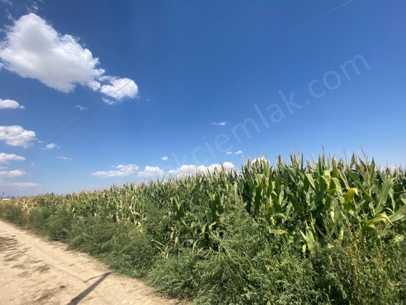 Merkez Bolvadin Satılık Tarla |  3850M2 1.750.000Tl Resim-1