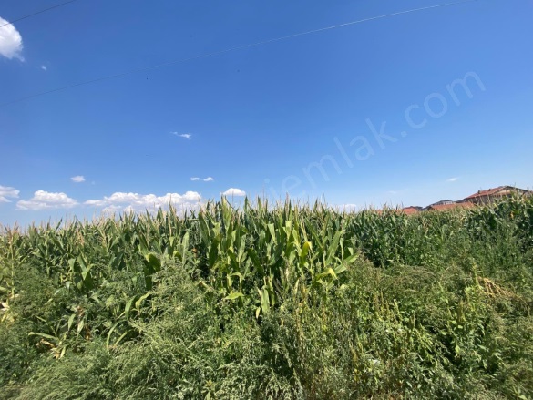 Merkez Bolvadin Satılık Tarla |  3850M2 1.750.000Tl Resim-3