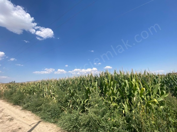 Merkez Bolvadin Satılık Tarla |  3850M2 1.750.000Tl Resim-5