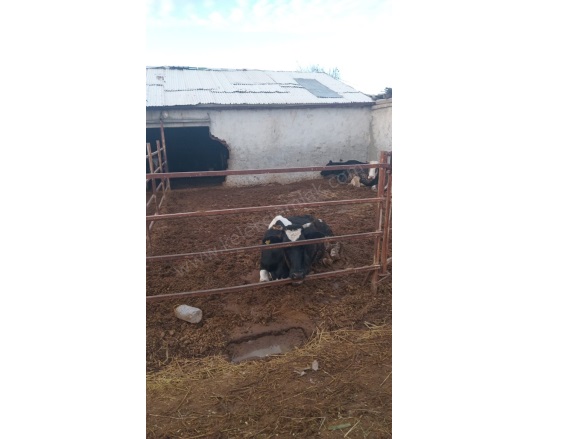 Merkez Bolvadin Satılık Tarla |  2+1 Oda | 1993M2 5.500.000Tl  Krediye Uygun  | Komple Bina | 1 Banyo | 1 Yatak Odası Resim-2