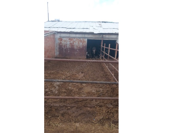 Merkez Bolvadin Satılık Tarla |  2+1 Oda | 1993M2 5.500.000Tl  Krediye Uygun  | Komple Bina | 1 Banyo | 1 Yatak Odası Resim-3