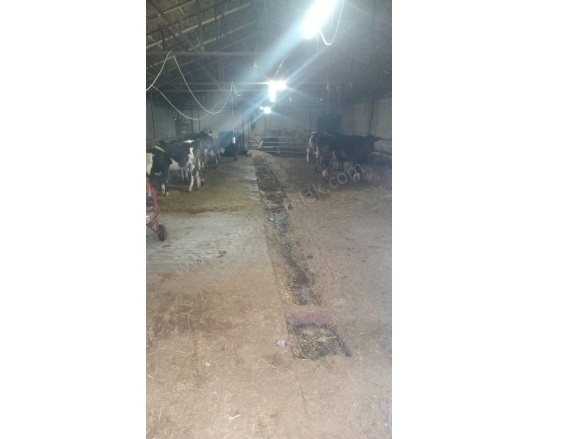 Merkez Bolvadin Satılık Tarla |  2+1 Oda | 1993M2 5.500.000Tl  Krediye Uygun  | Komple Bina | 1 Banyo | 1 Yatak Odası Resim-5