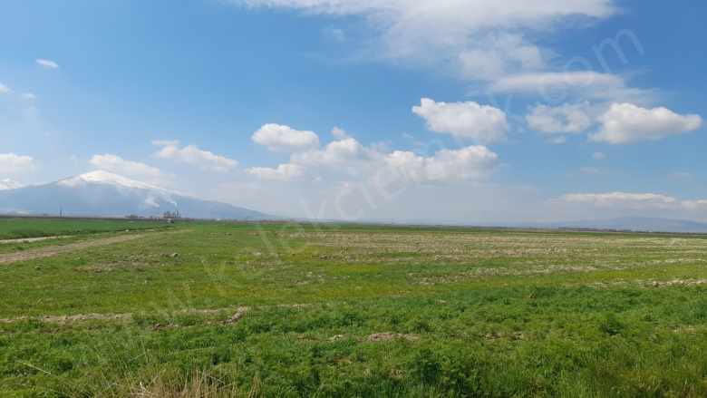 Kalıntoprak(Selçuklu)Mahallesinde Yola Cepheli Satılık Tarla Bolvadin