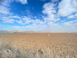 Bolvadin Merkez Satılık Tarla 5564 M2