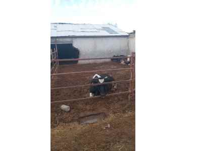 Field For Sale in  Turkey, Afyon, Bolvadin, Downtown , 2+1 Room, 1993 m2