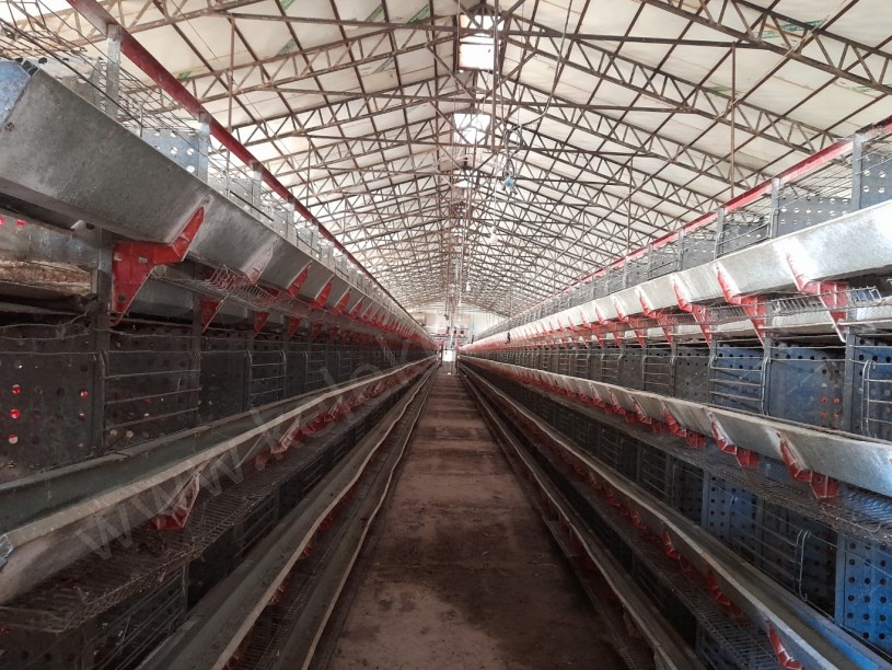 SELÇUKLU MAHALLESİNDE TAVUK ÇİFTLİĞİ