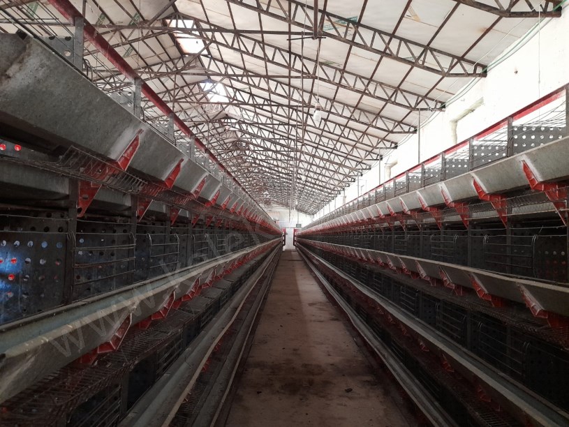 SELÇUKLU MAHALLESİNDE TAVUK ÇİFTLİĞİ