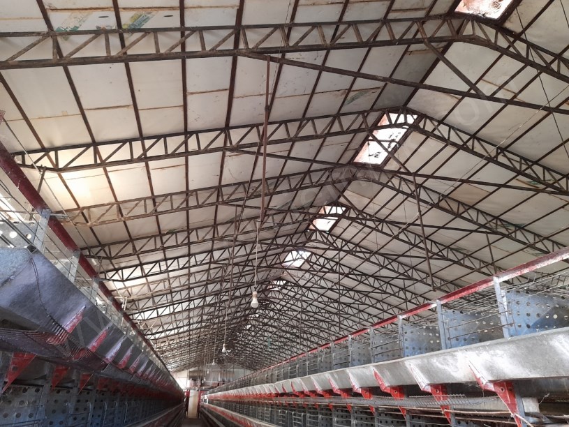 SELÇUKLU MAHALLESİNDE TAVUK ÇİFTLİĞİ