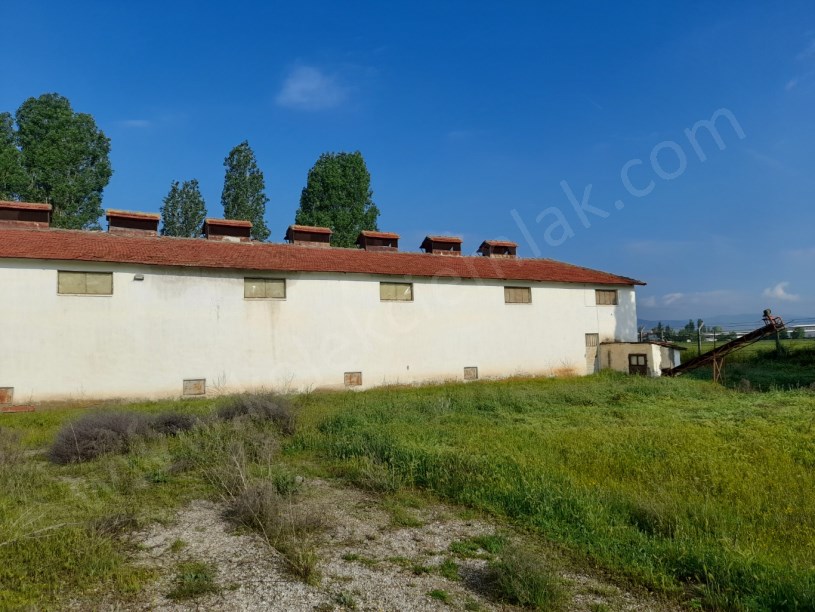 SELÇUKLU MAHALLESİNDE TAVUK ÇİFTLİĞİ