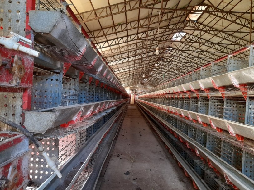 SELÇUKLU MAHALLESİNDE TAVUK ÇİFTLİĞİ