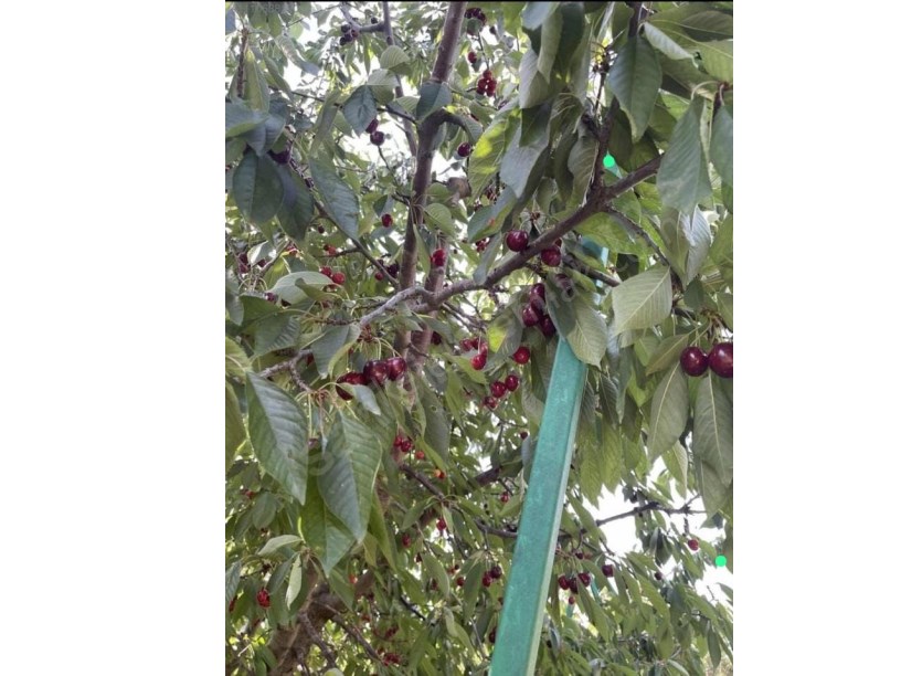ÇAY DERESİNEKTE MEYVE BAHÇESİ
