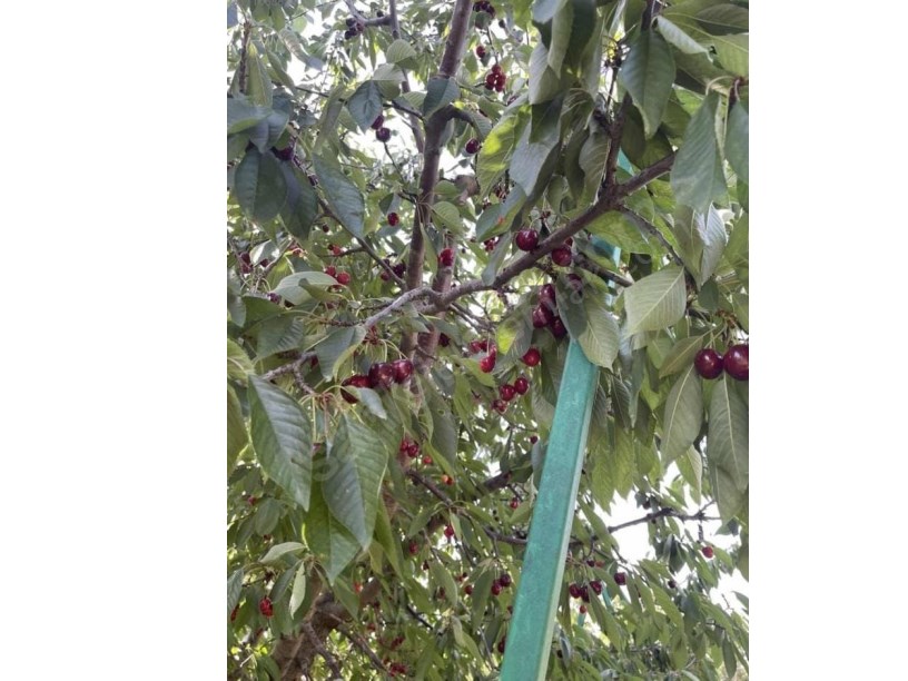 ÇAY DERESİNEKTE MEYVE BAHÇESİ