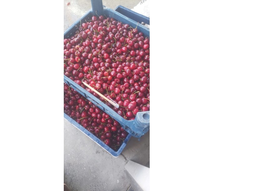 ÇAY DERESİNEKTE MEYVE BAHÇESİ
