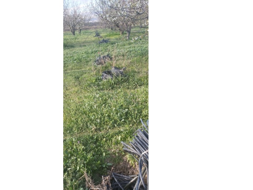 ÇAY DERESİNEKTE MEYVE BAHÇESİ