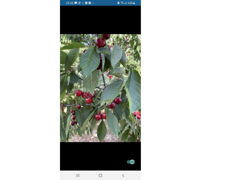 ÇAY DERESİNEKTE MEYVE BAHÇESİ