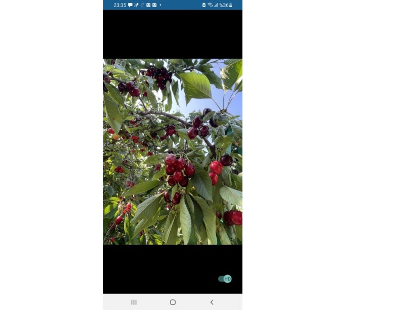 ÇAY DERESİNEKTE MEYVE BAHÇESİ