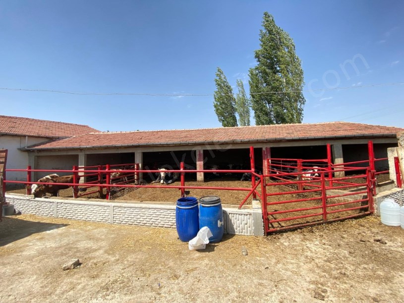 YAKUP ŞEVKİPAŞA MAHALLESİNDE ÇİFTLİK