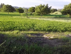 Gölhisar Elmalıyurt Satılık Tarla 7527 M2