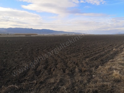 Satılık Tarla Verimli Burdur Gölhisar Kargalı