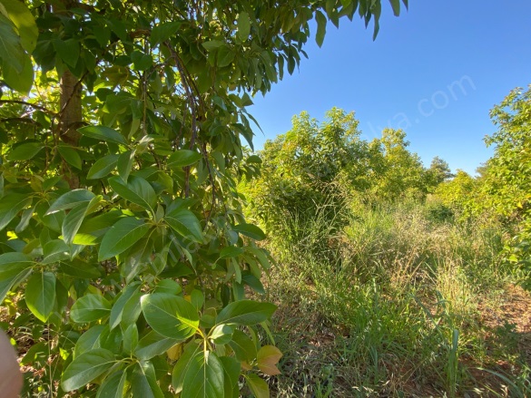 Gaziler Mah. Kepez Satılık Arsa |  550M2 5.500.000Tl İmarlı  Resim-2