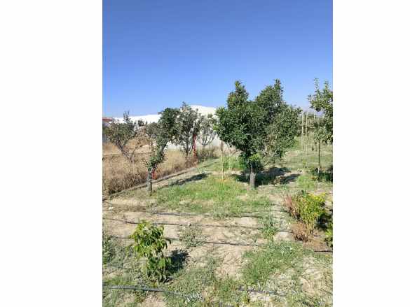 Yola Sıfır Merkezi Konumda 1 245 M² Meyve Ağaçlı Bahçe Satılık Bağ Elmalı Düden Mah