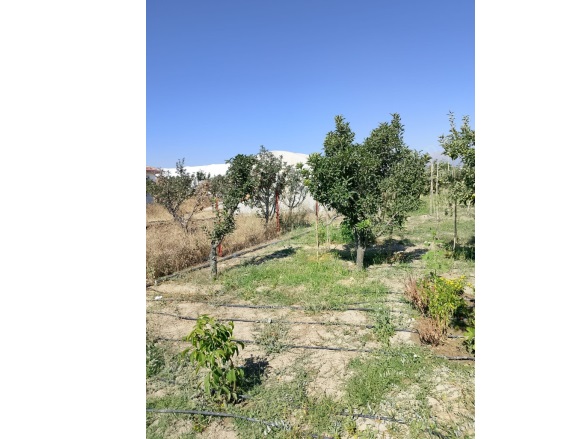 Düden Mah. Elmalı Satılık Bağ |  1245M2 2.600.000Tl Resim-3