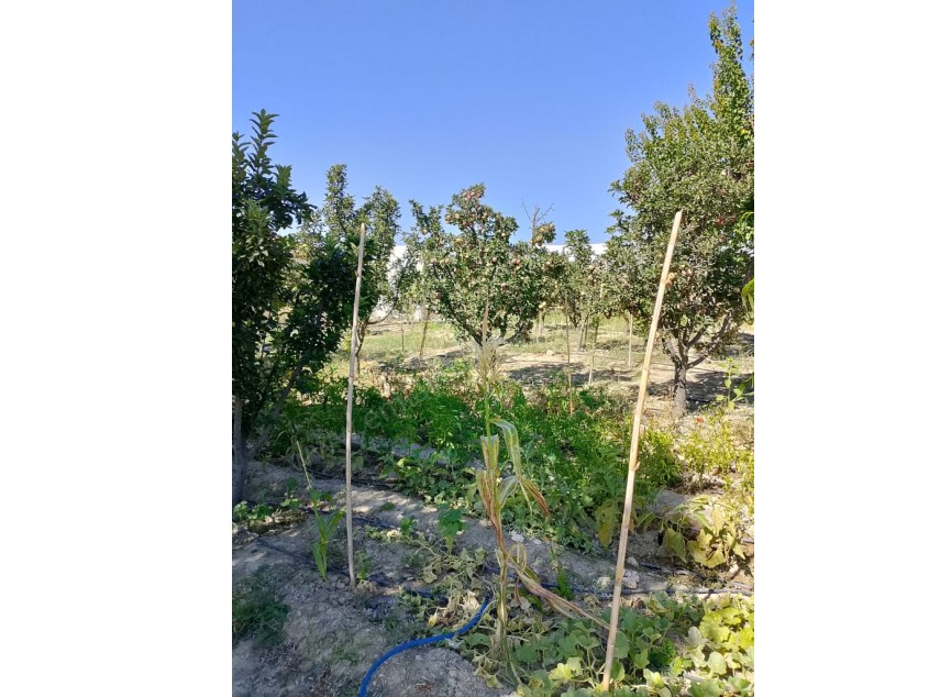 YOLA SIFIR MERKEZİ KONUMDA 1.245 M² MEYVE AĞAÇLI BAHÇE
