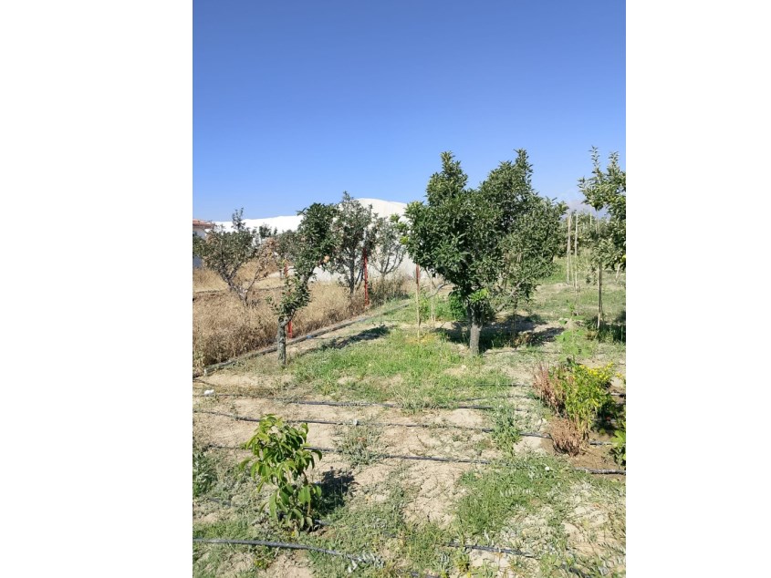 YOLA SIFIR MERKEZİ KONUMDA 1.245 M² MEYVE AĞAÇLI BAHÇE
