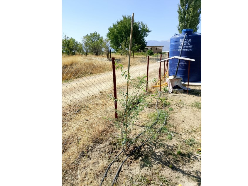 YOLA SIFIR MERKEZİ KONUMDA 1.245 M² MEYVE AĞAÇLI BAHÇE