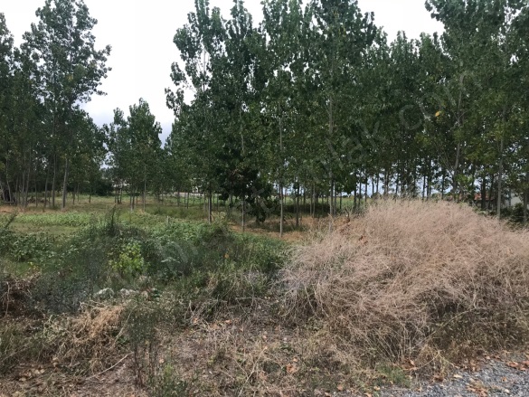 Dereköy/Merkez 19 Mayıs Satılık Arsa |  550M2 365.000Tl Resim-3