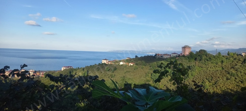 Yolgören Mah. Araklı Satılık Arazi |  2336M2 7.000.000Tl Resim-3