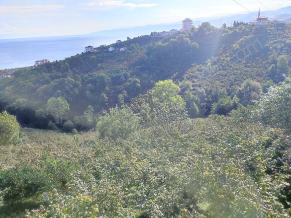 Yolgören Mah. Araklı Satılık Arazi |  2336M2 7.000.000Tl Resim-4