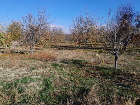 Çakır Mh. Afyon Satılık Bağ |  1488M2 11.000.000Tl Resim-2